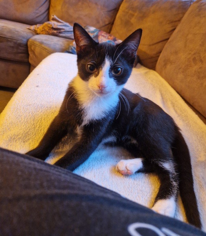 Felix