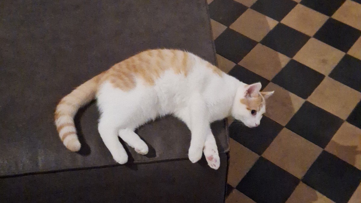 Zoef