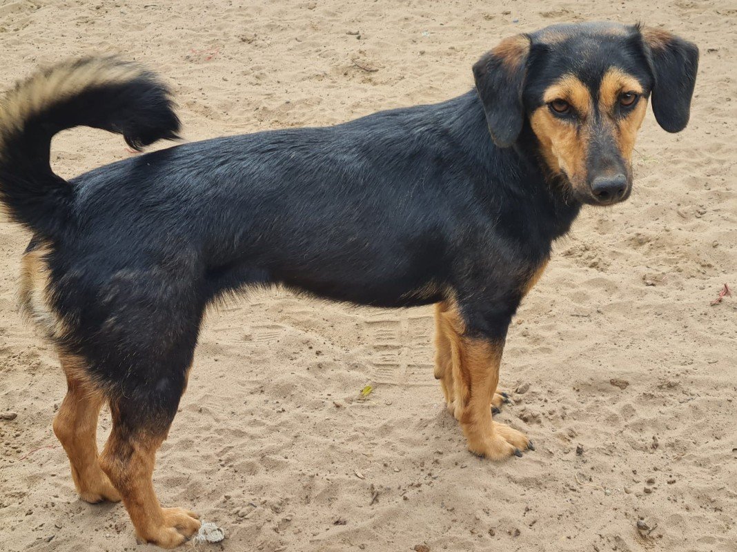 Amara