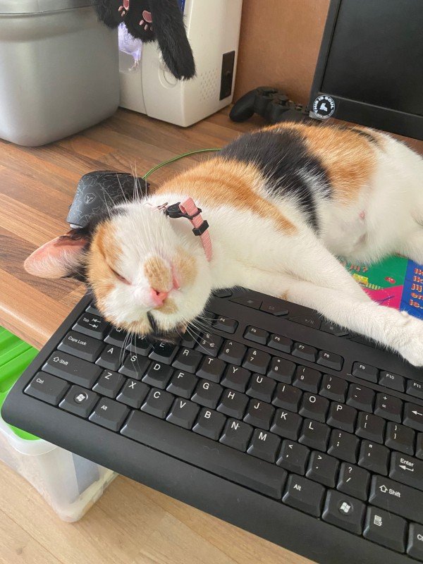 Mimi