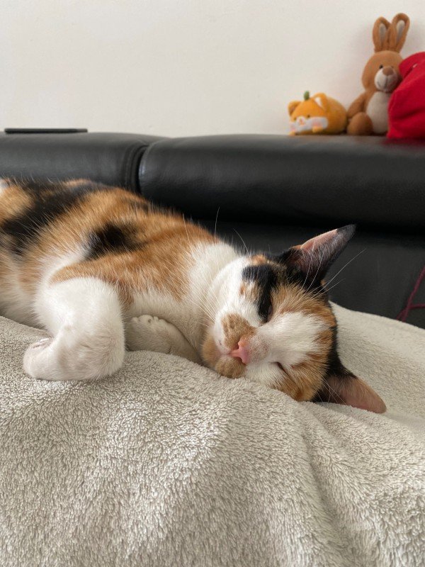 Mimi