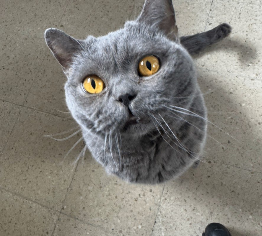 Nona