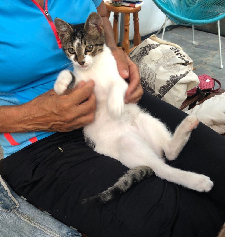 Igelito