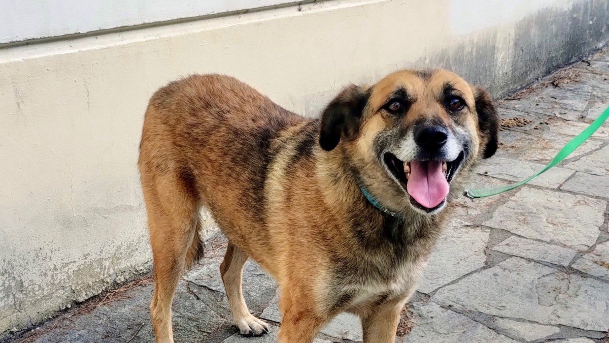 Nala