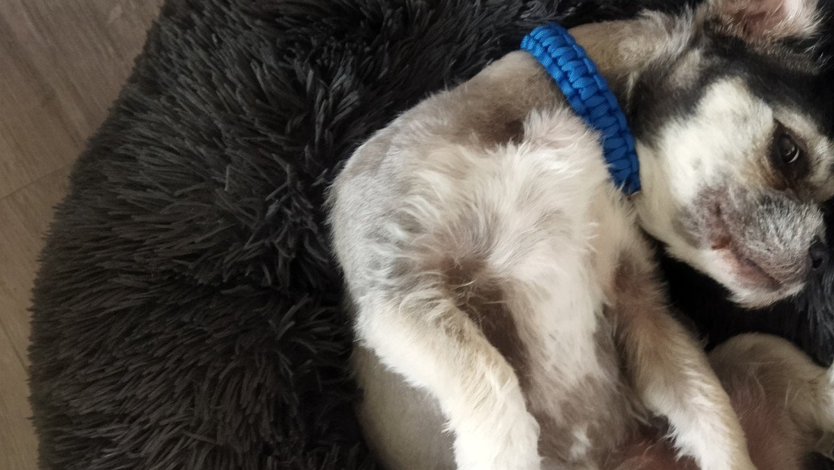 Pip