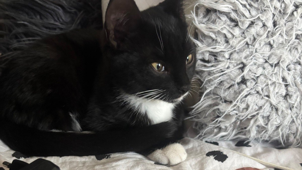 Nala