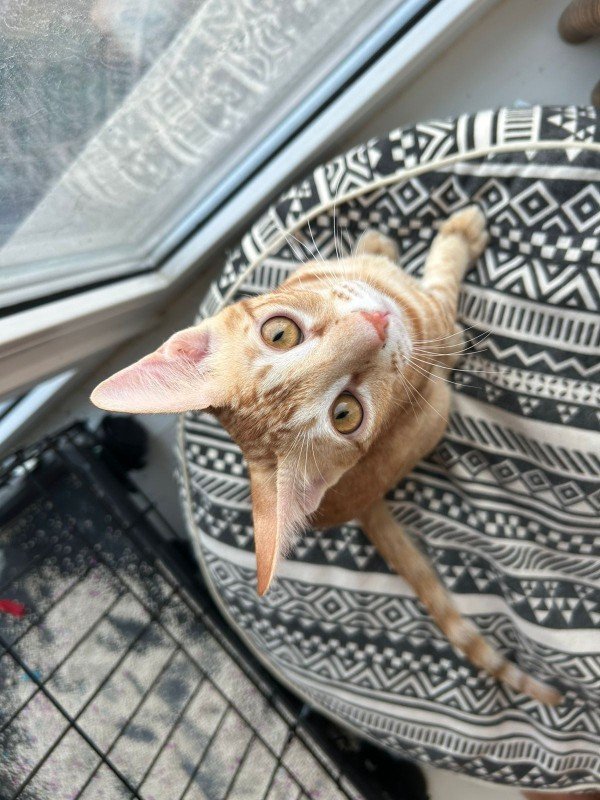 Garfield