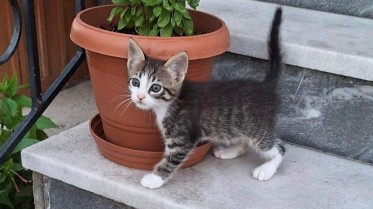 Pip
