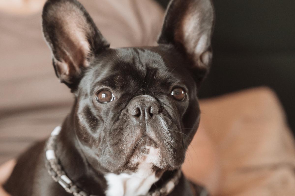Bella