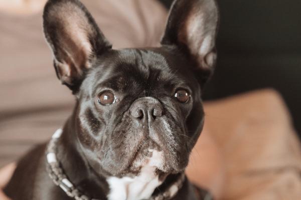 Bella