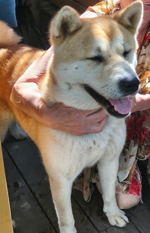 Atilla
