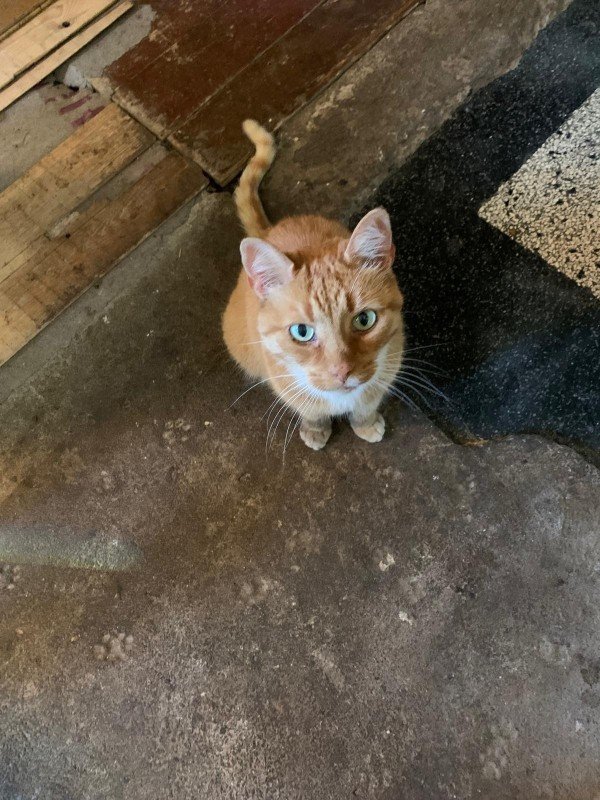 Ginger