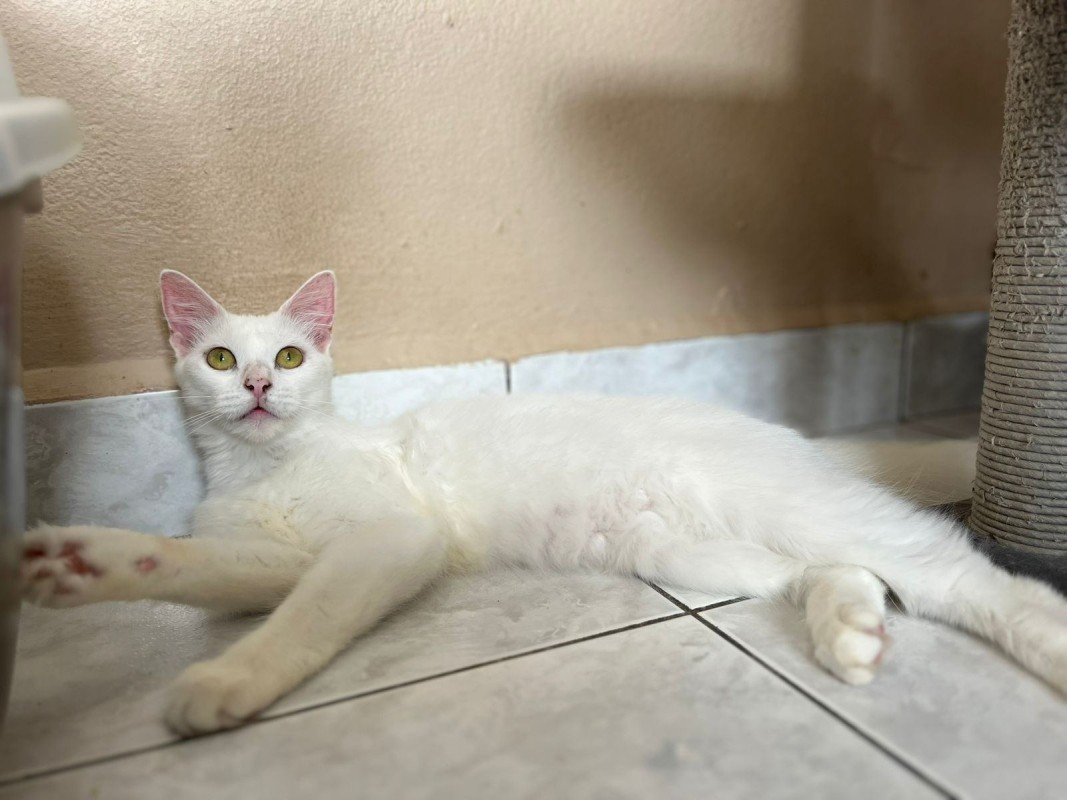 Snowbell