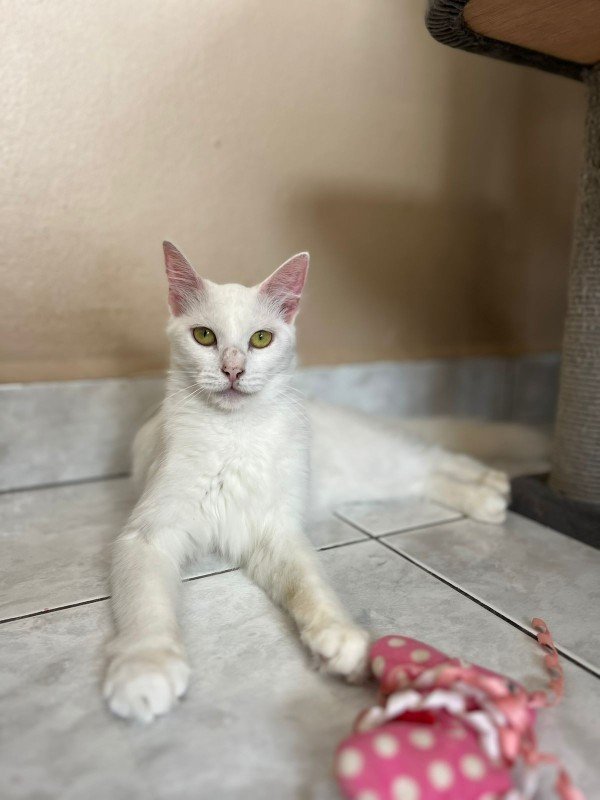 Snowbell