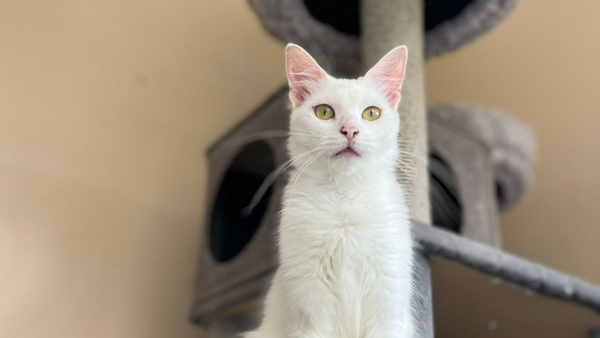 Snowbell