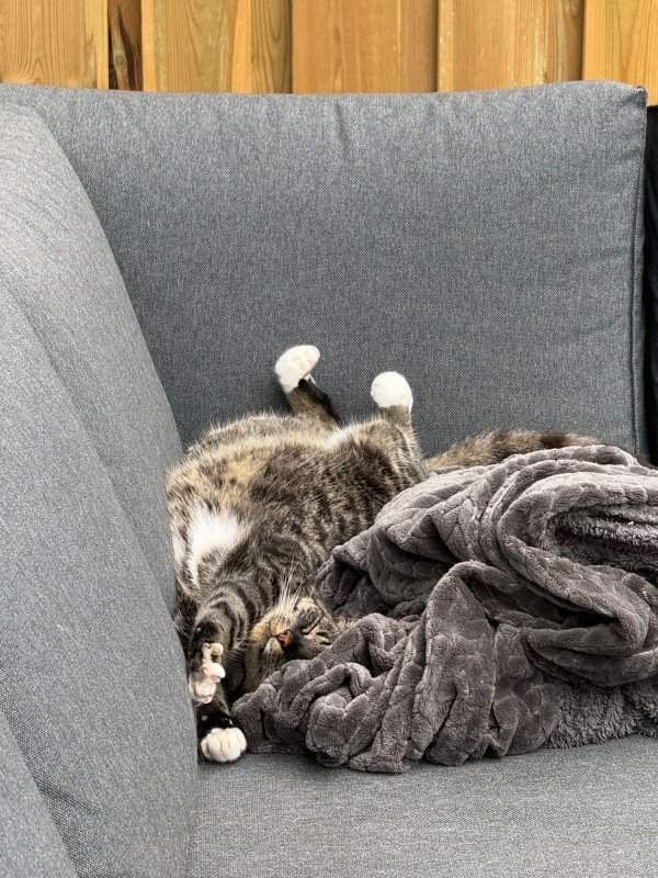 Garfield
