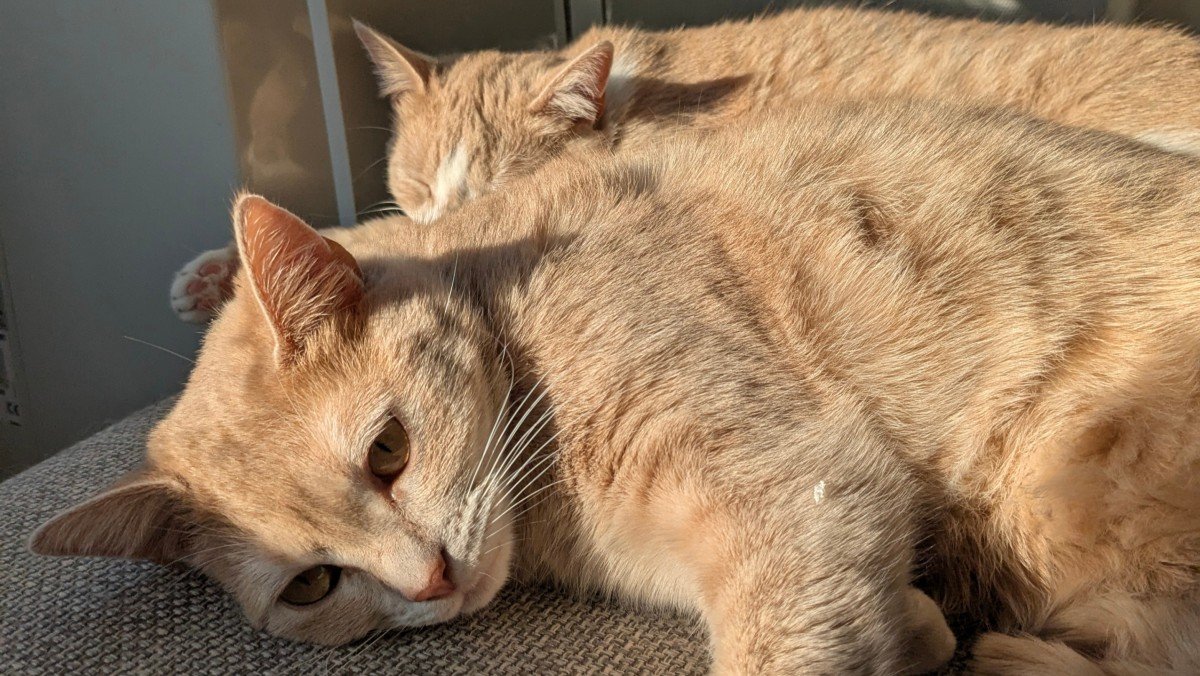 Kitty