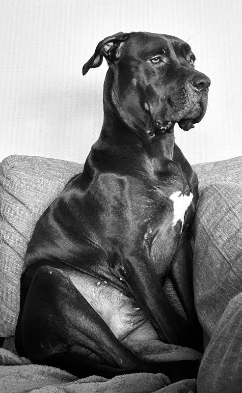 Bailey