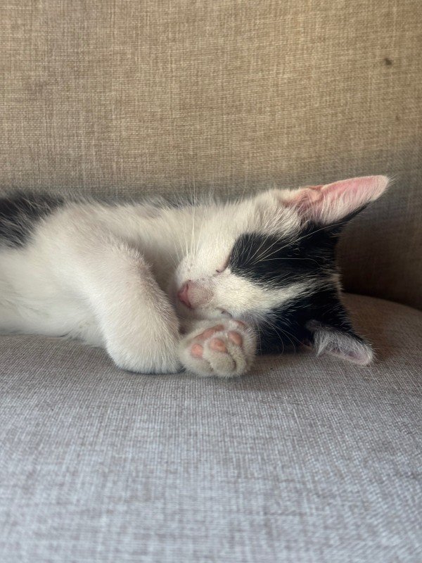 Coco