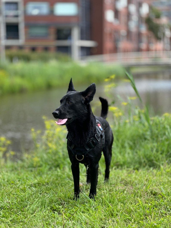 Bodi