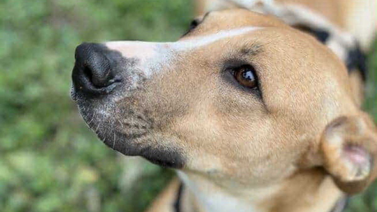 Lulu