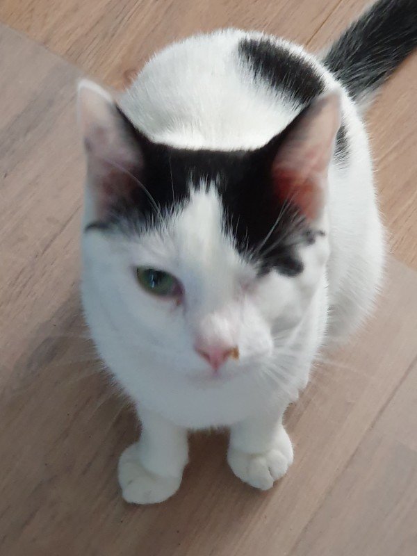 Odin