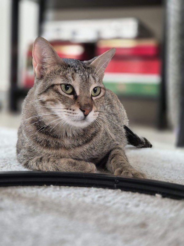 Nala