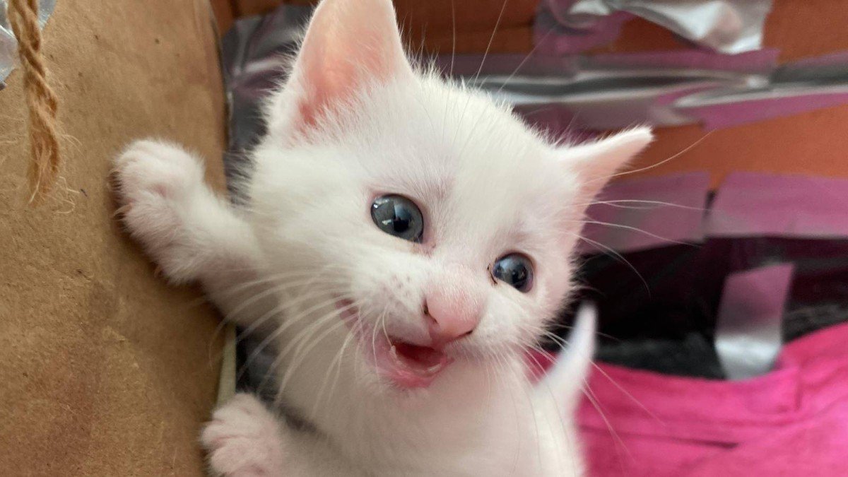 Kiko de magical milk wizard