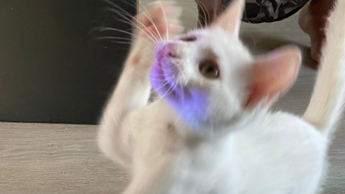 Kiko de magical milk wizard