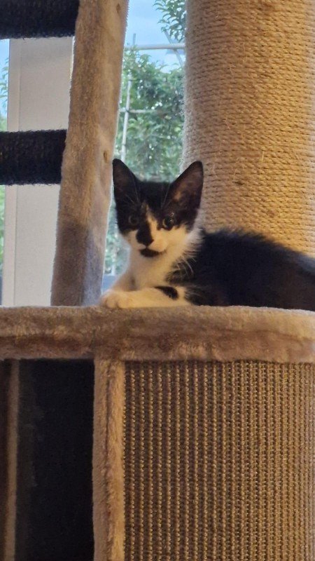 Floris