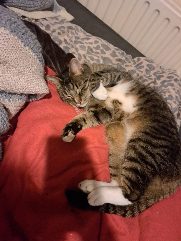 Nemo
