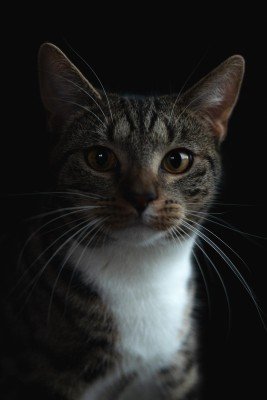 Mila