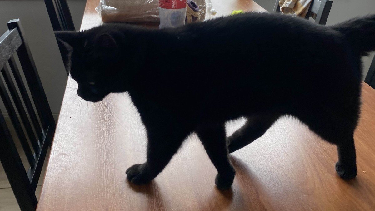 Benji