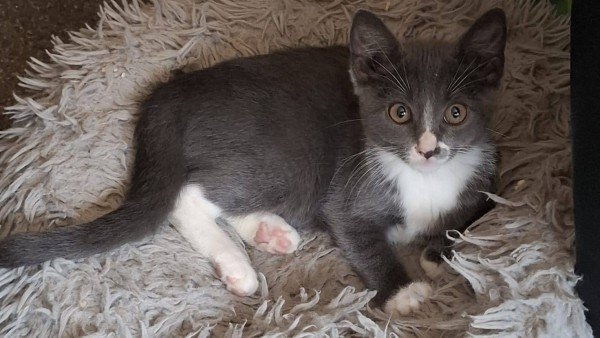 Pip