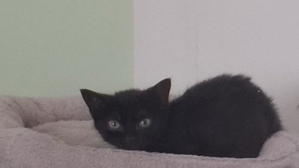 Blacky