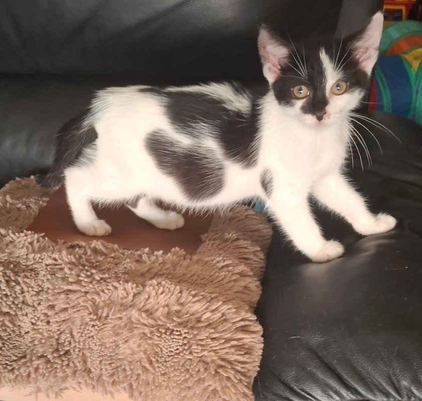 Loki