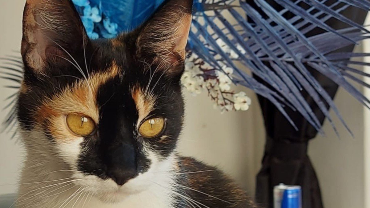 Kiki