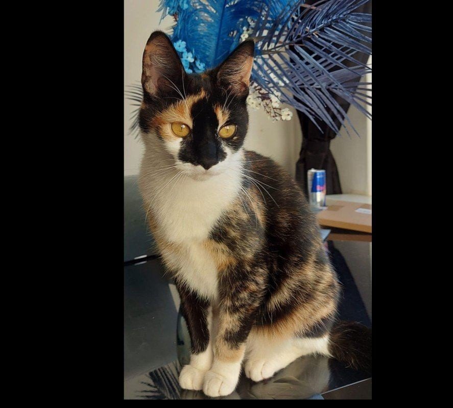 Kiki