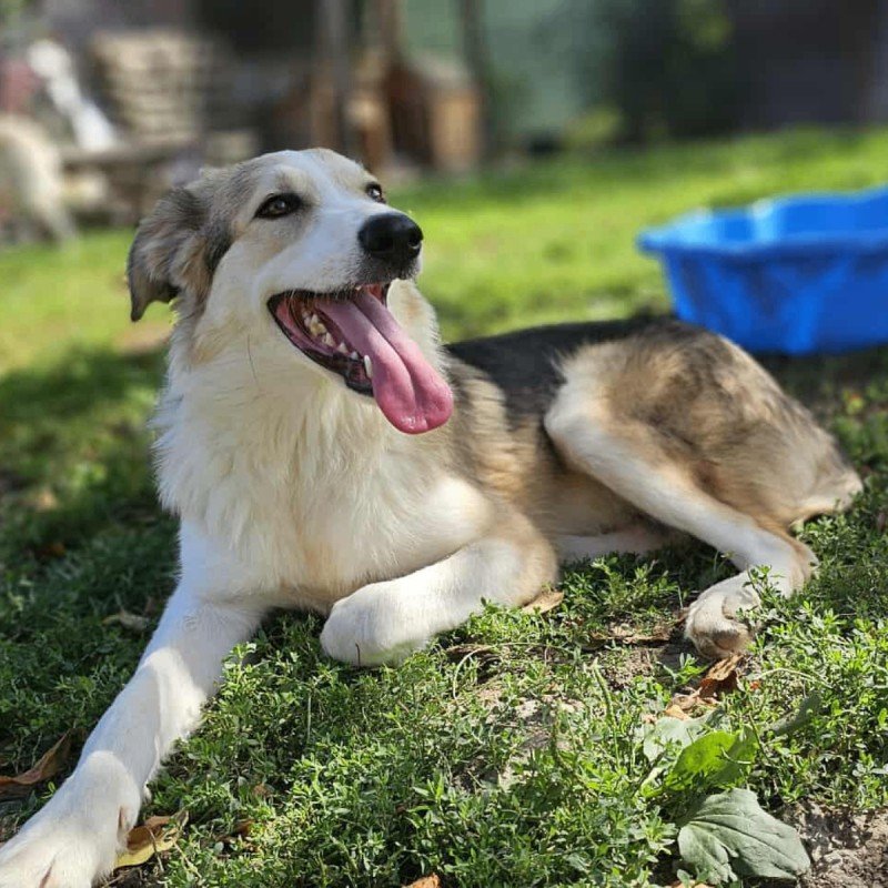 Vito
