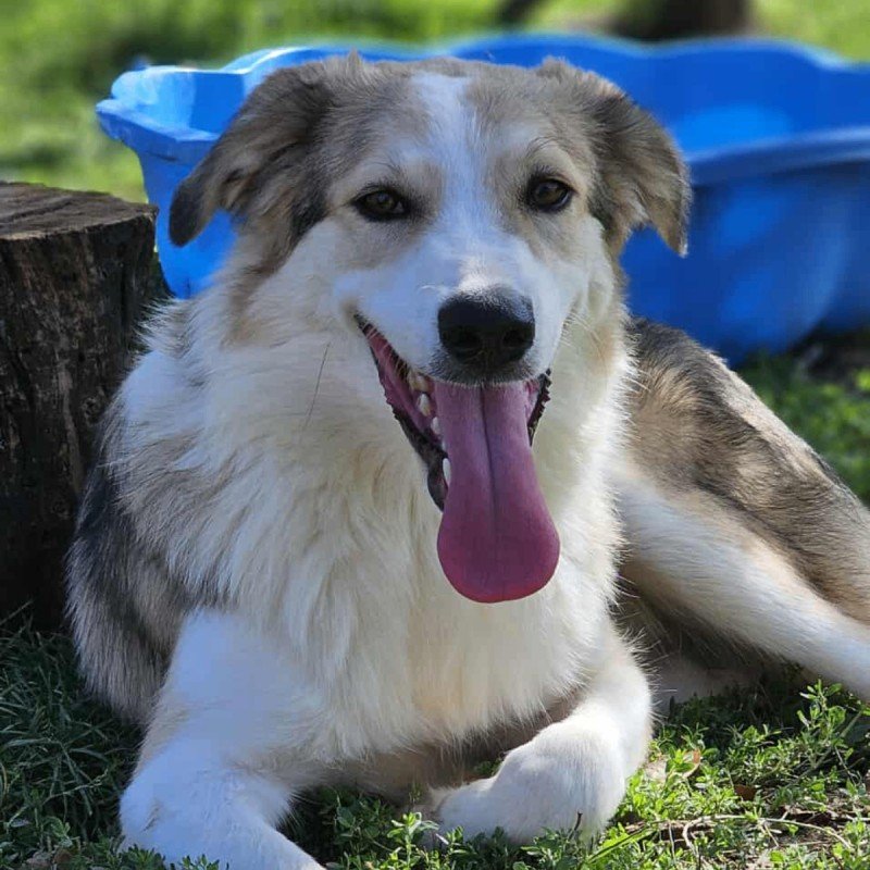 Vito