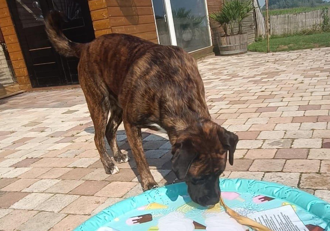 Baco