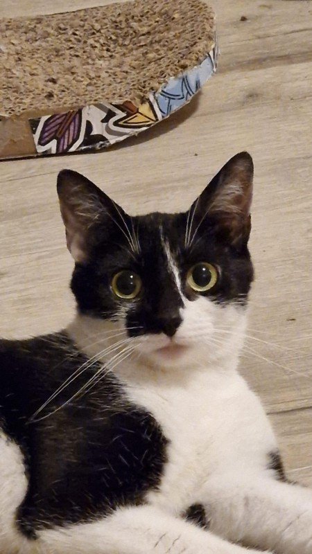 Milou