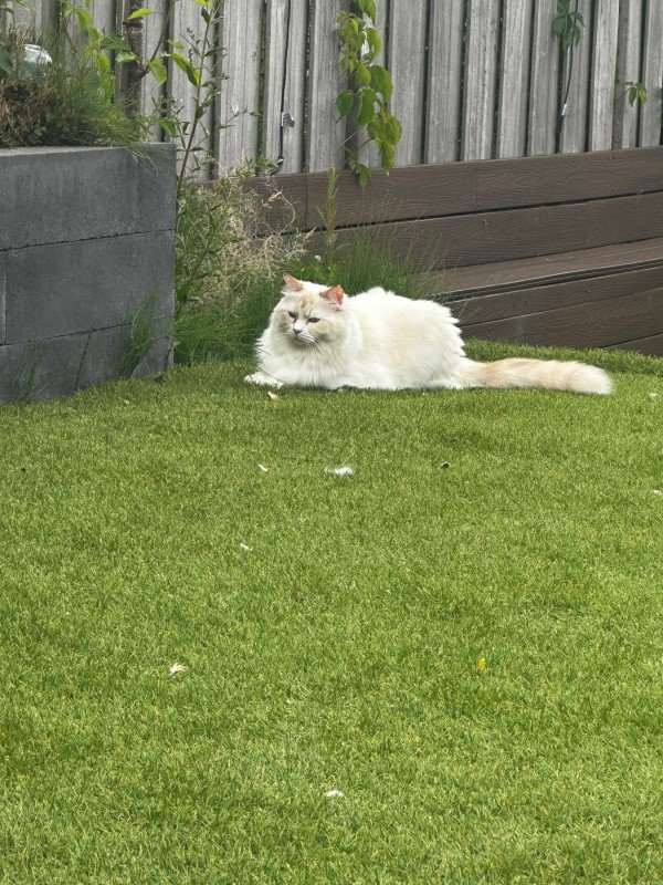 Kiki