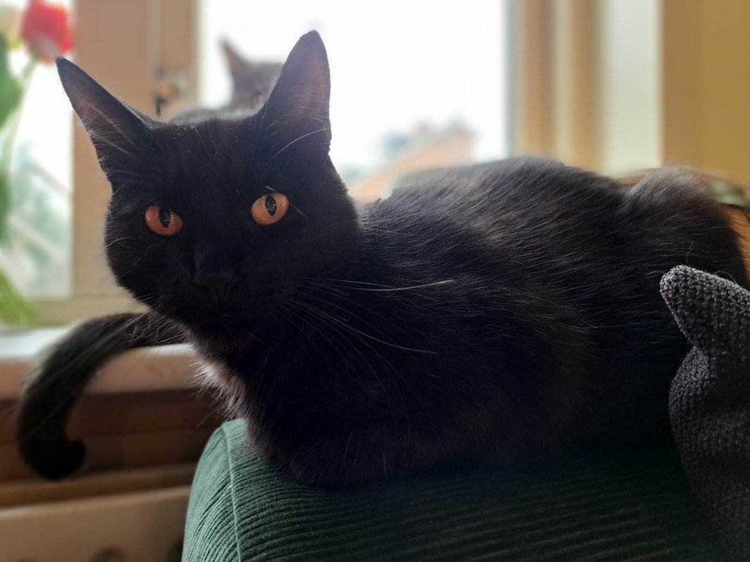 Blacky