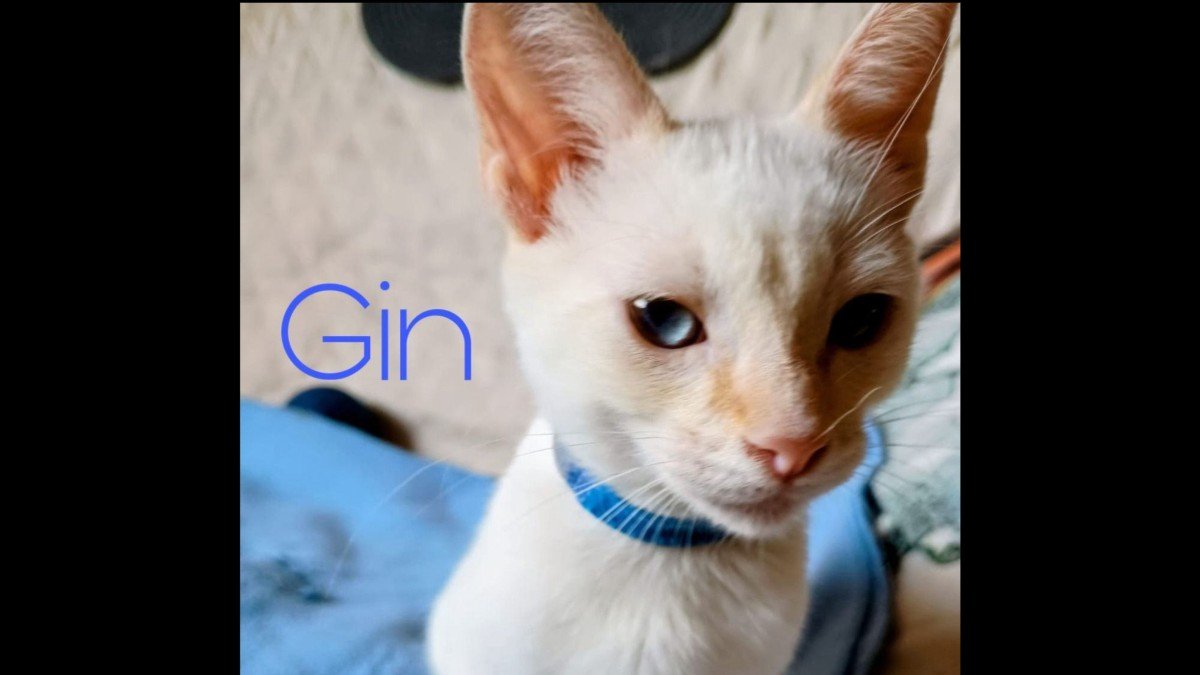 Gin