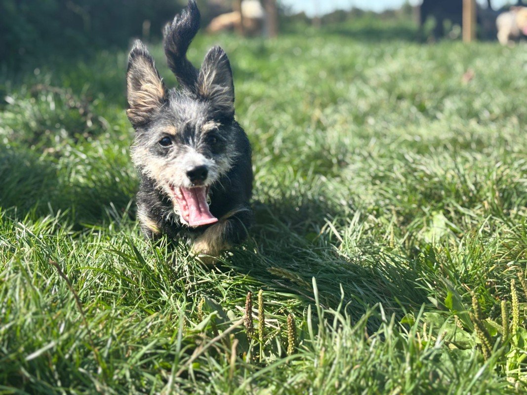 Floki