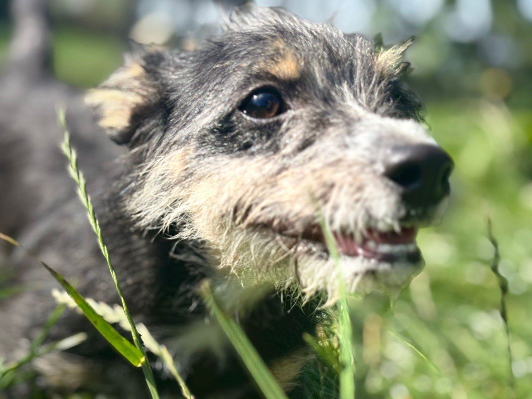 Floki