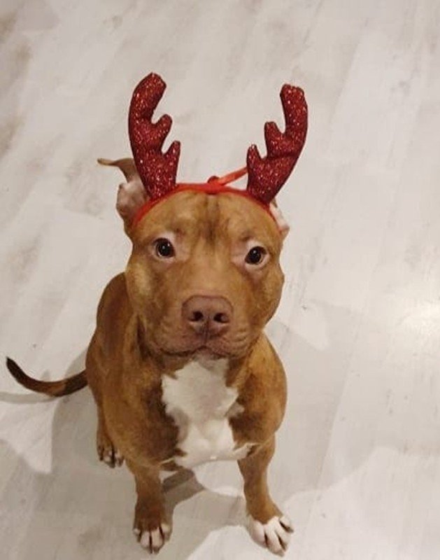 Rocco