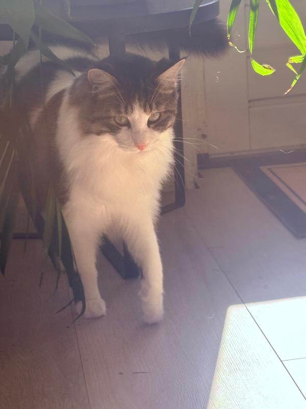 Maxi
