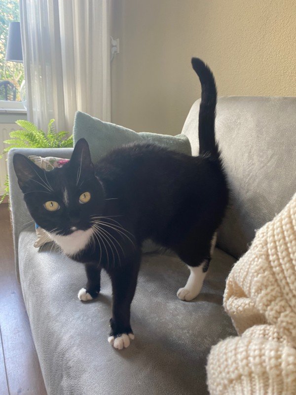 Nova